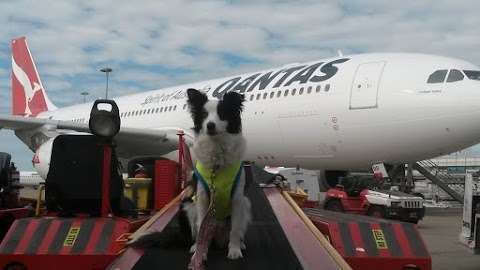 Photo: Dogtainers Hobart